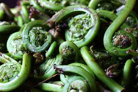 Fiddlehead Competition