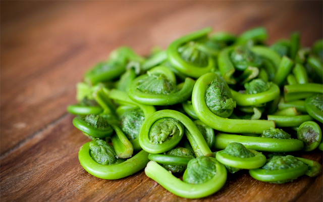 Fiddlehead Caption