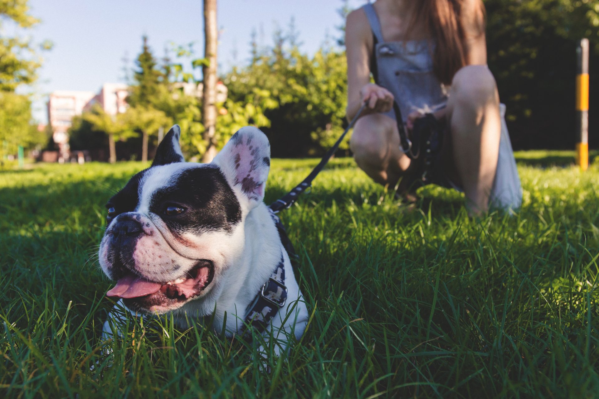 Dog Parks Toronto