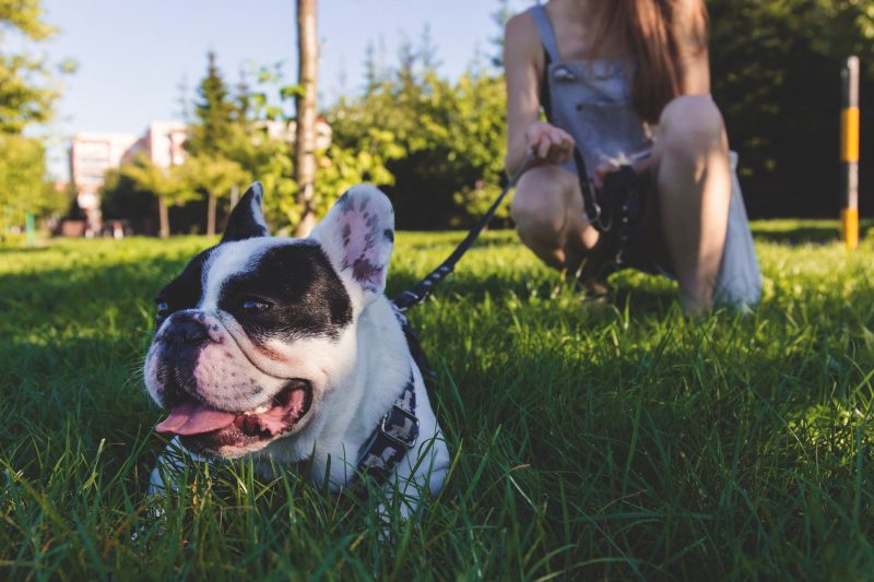 Dog Parks Toronto