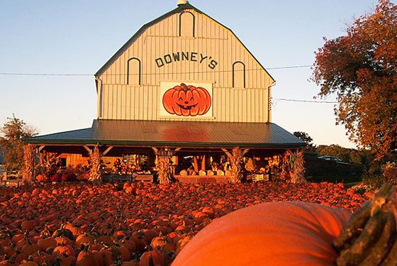 apple picking near toronto