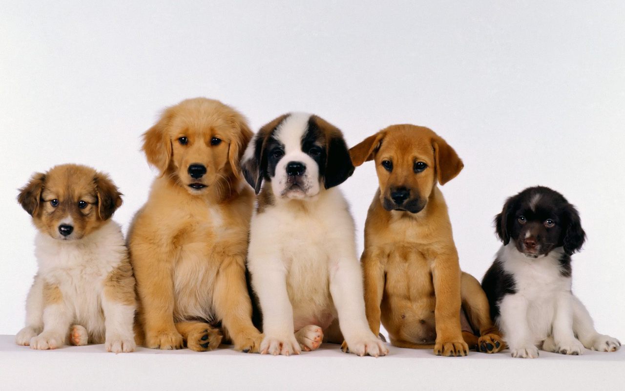 group of cute puppies lined up beside each other