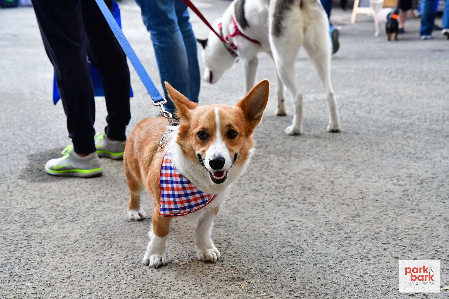 Park and Bark Dog Show