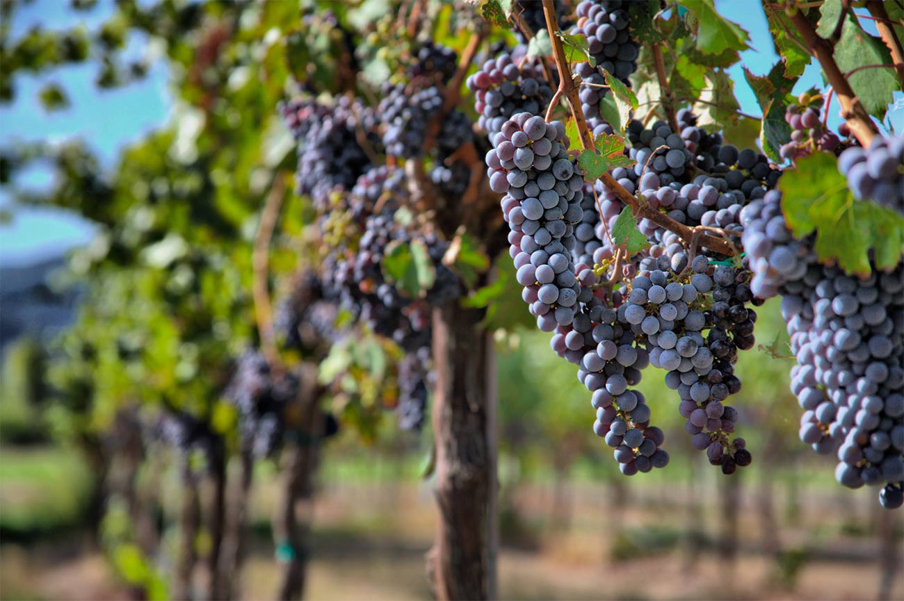 Pinot Noir Grapes - National pinot noir day | View the VIBE Toronto