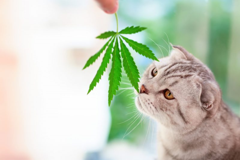 cbd for pets