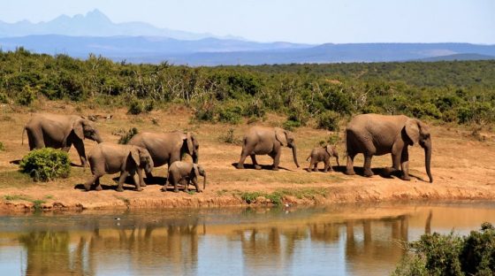 Animals in South Africa