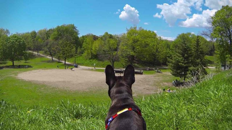 Trinity Bellwoods Dog Park