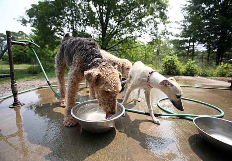 High Park Dog Park