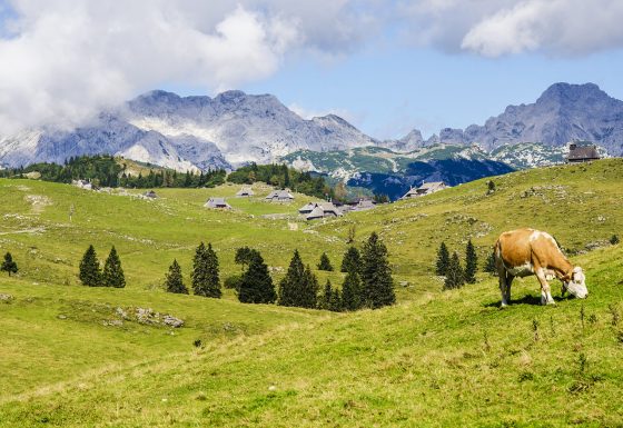 Velika Planina