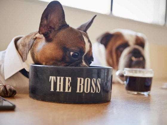 Dry Wet and Raw Pet Food Delivery Options Toronto Pawrents Guide