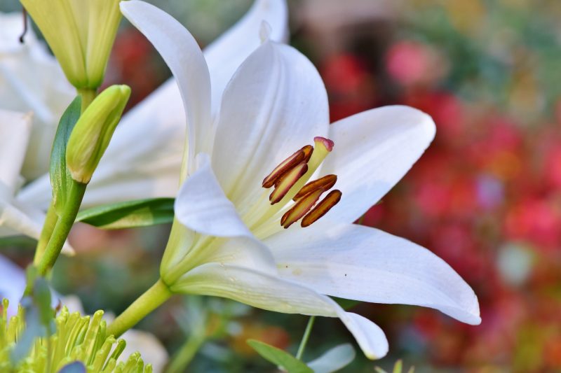 spring lilies