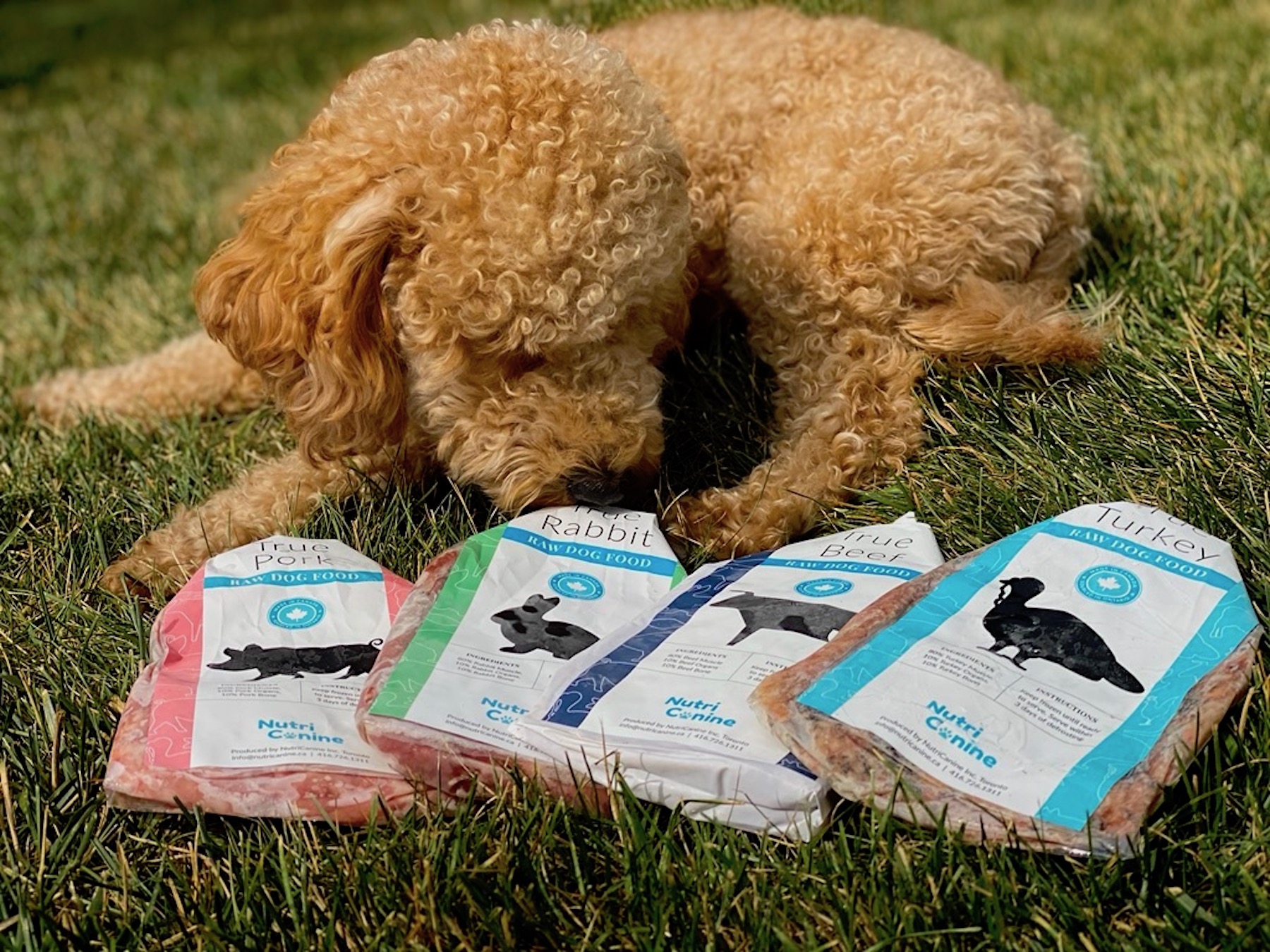 Locally MadetoOrder Raw Dog Food Brand NutriCanine Sets Out to Extend