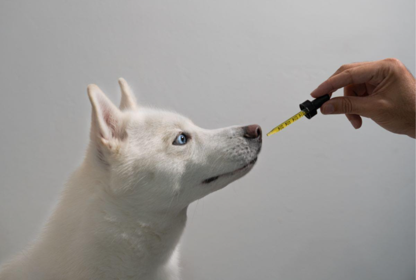 CBD Oil for Pets