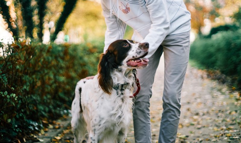 Dog-Training-VTV-unsplash