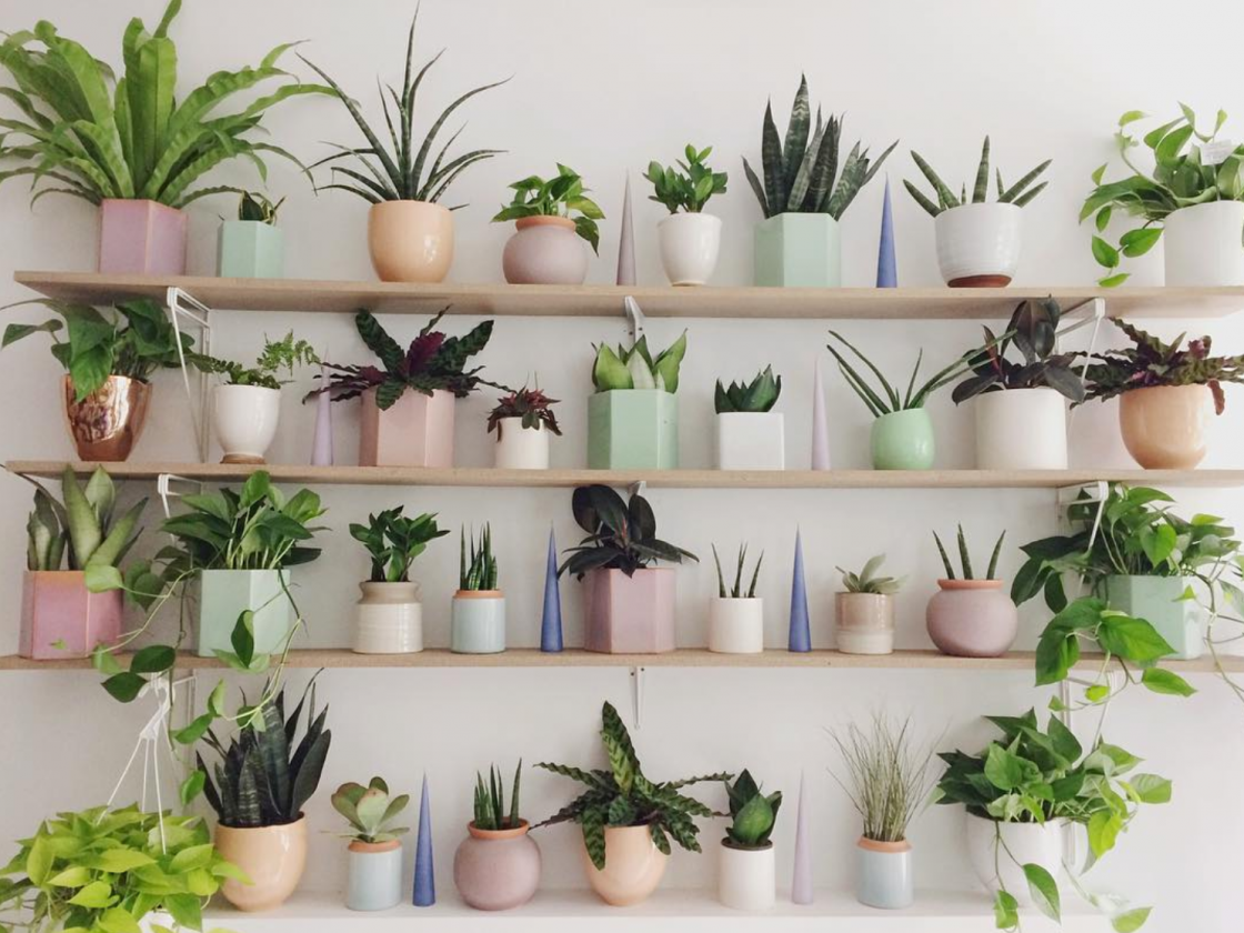 Get your Plant on: Reasons Why You Need More Houseplants - View the ...