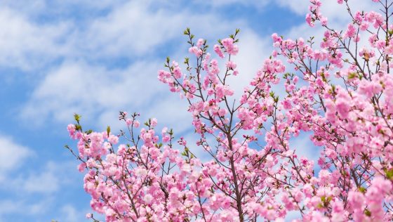 CHERRY BLOSSOMS