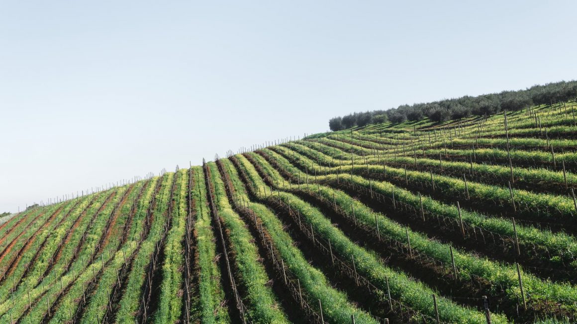 South African Winelands