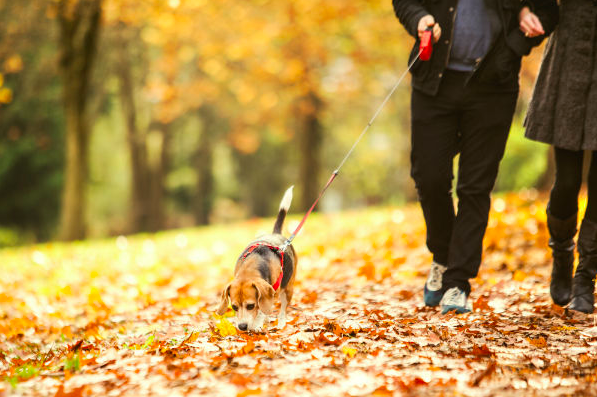 Fall Walks