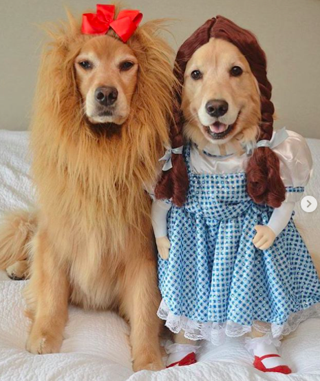 Dog Halloween Costumes