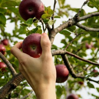 apple picking