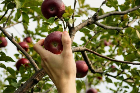 apple picking