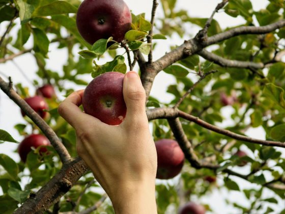 apple picking