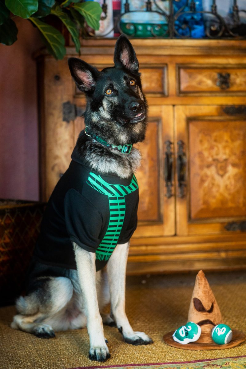 PetSmart Canada Launches Harry Potter PET Collection View the VIBE