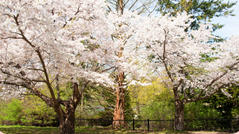 Cherry Blossoms High Park