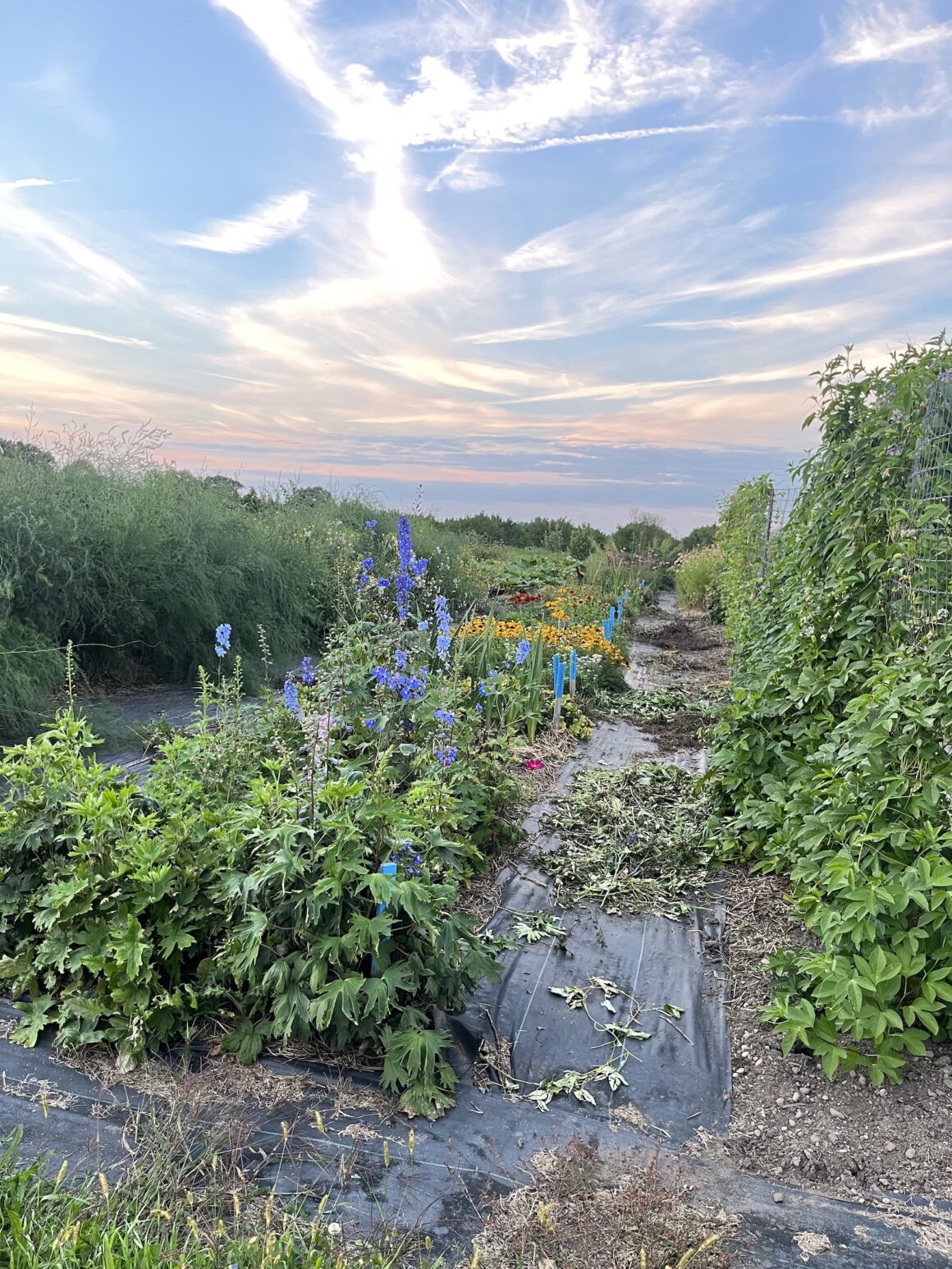 The herb garden at Pearl Morissette.