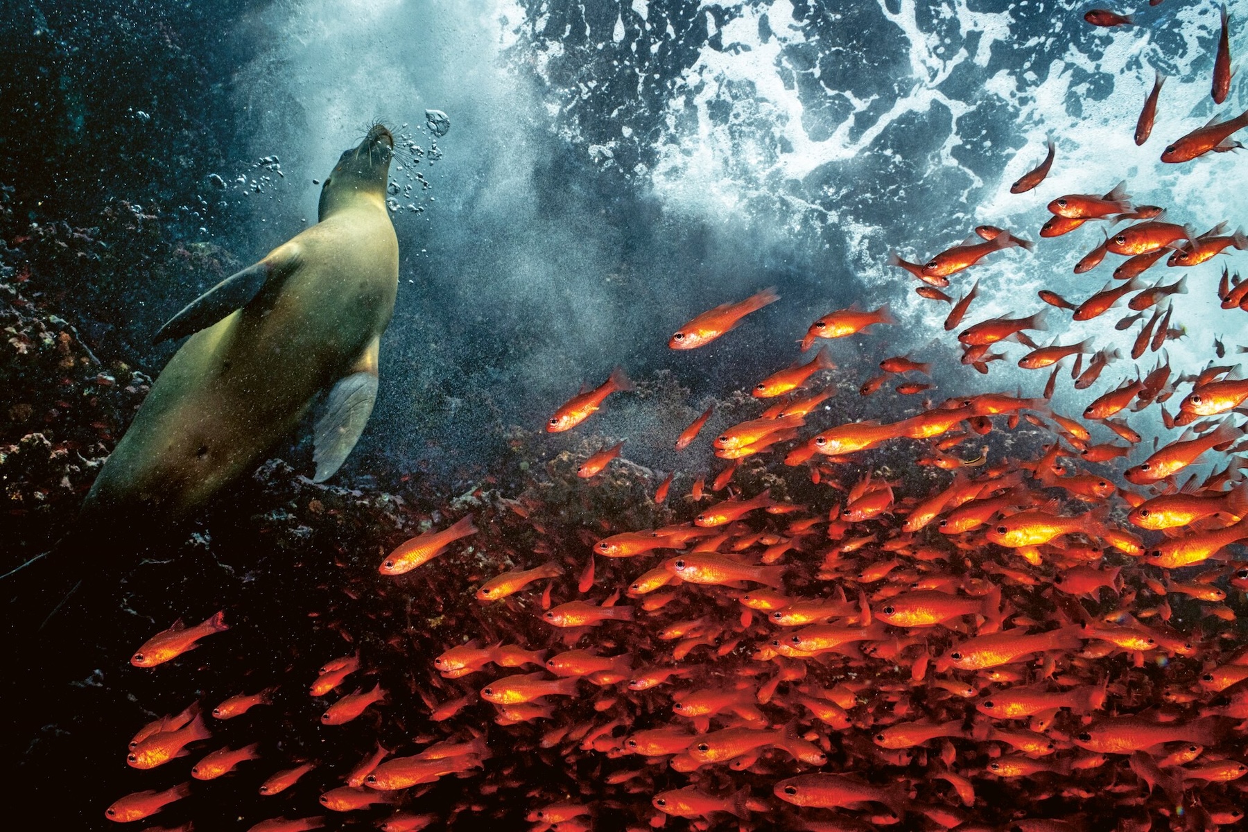 sea lion. The Galapagos is one of the most biodiverse areas on the planet. In January 2022, the Hermandad Marine Reserve added sixty thousand square kilometres to the islands’ surrounding no fishing zone, adding 5.9 per cent to Ecuador’s protected ocean.

©Cristina Mittermeier
Rolex Oceans Moments Perpetual Planet Initiative