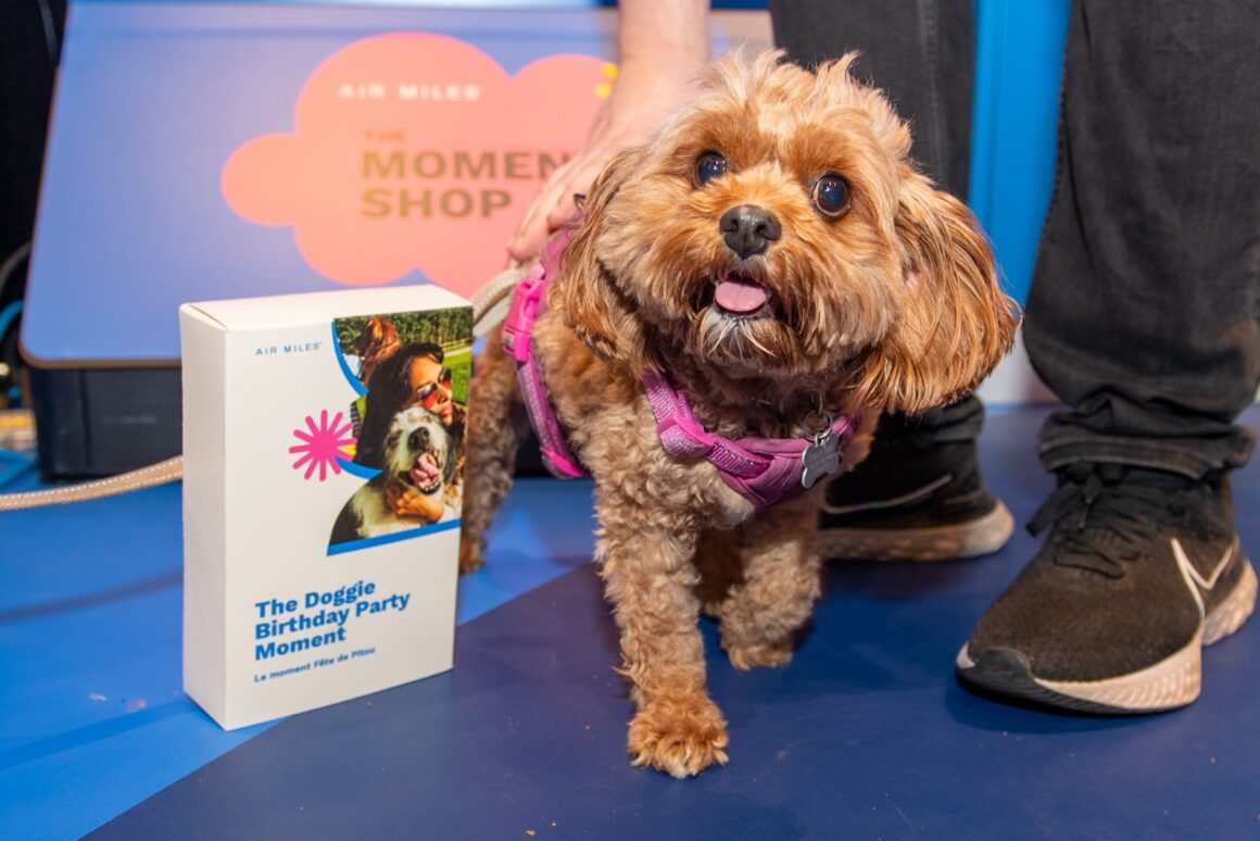 AIR MILES The Moment Shop pop-up on Queen West in Toronto. Dog Poop Four Legged Friend Pets