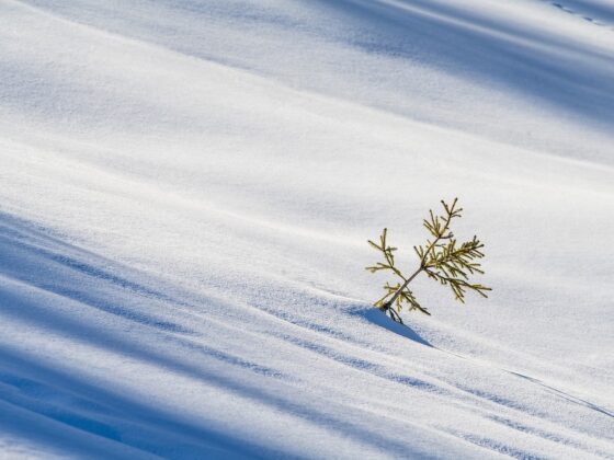 Small tree sticking out from the snow.