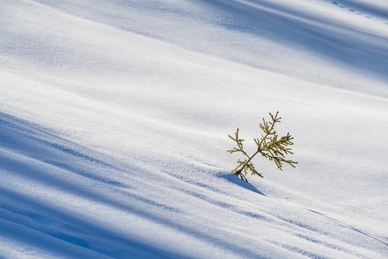 Small tree sticking out from the snow.